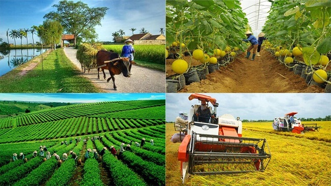 Quy định chính sách khuyến khích doanh nghiệp, hợp tác xã, liên hiệp hợp tác xã đầu tư vào nông nghiệp, nông thôn trên địa bàn tỉnh Quảng Ngãi